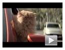 彪悍的猫咪！2013款丰田卡罗拉创意广告